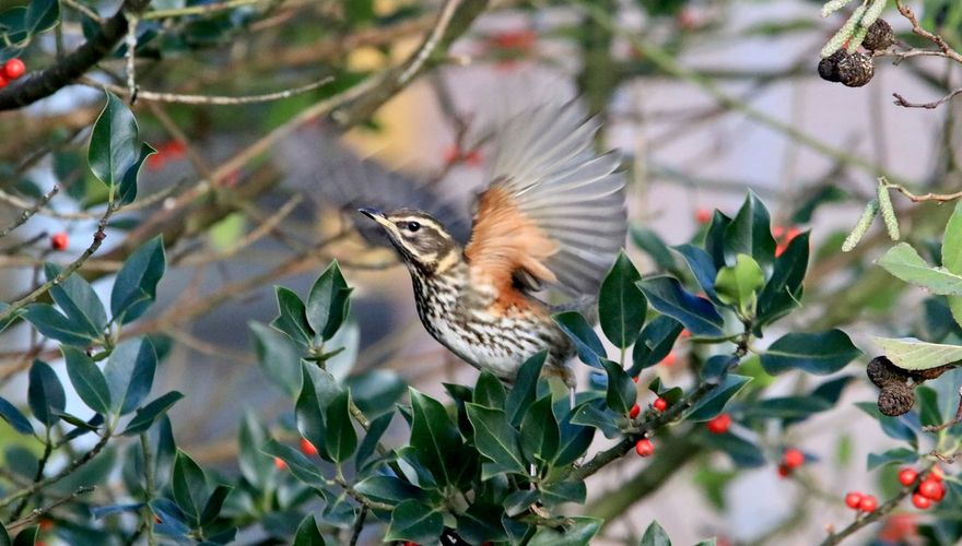 Koperwiek / Benno Stortelder, Fotogalerij