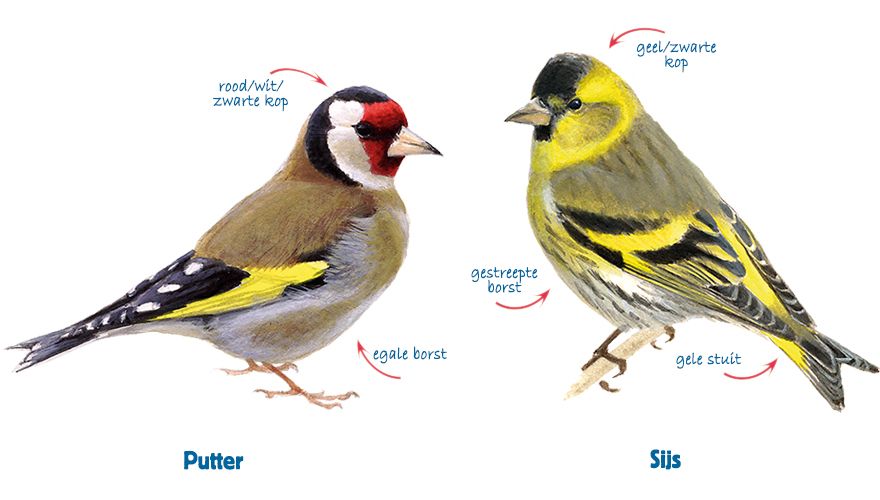infographic putter-sijs