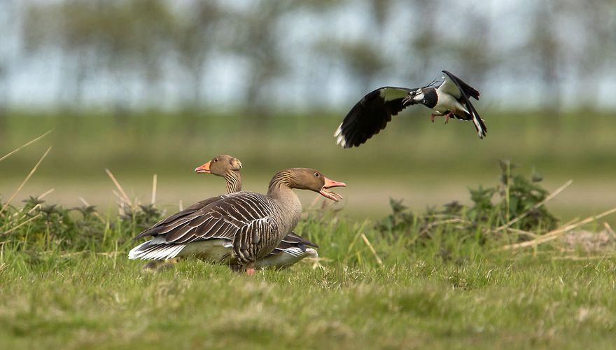 Kievit en grauwe gans / Rob Kempers