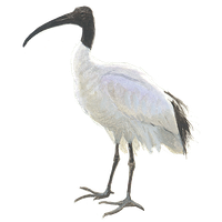 Heilige ibis / Elwin van der Kolk