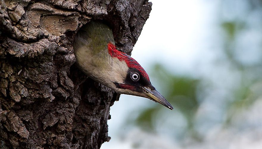 Groene specht / Birdphoto