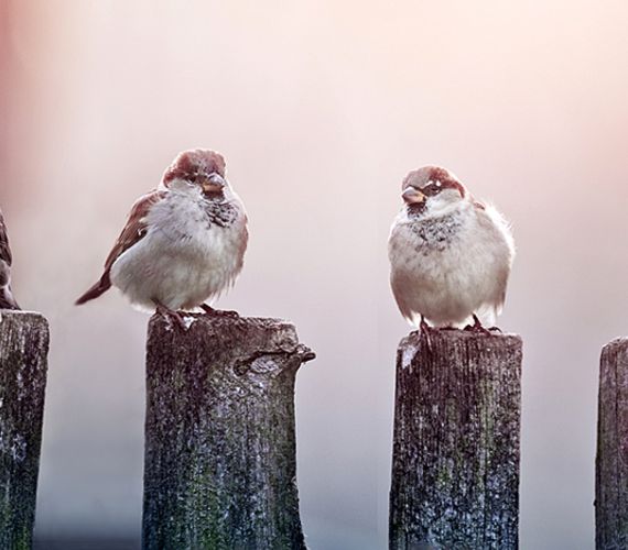 Vogels in dorpen en steden
