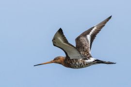 Grutto in volle vlucht