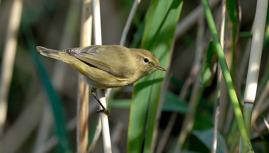 monteren Tot ziens Honger Kleine bruine vogeltjes… | Vogelbescherming