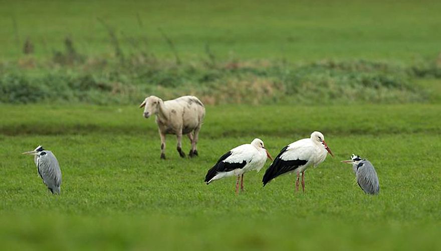 Ooievaar en blauwe reiger / amkeizer (Vogelweb)