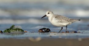 drieteenstrandloper/ Annelies Vriens Fotogalerij