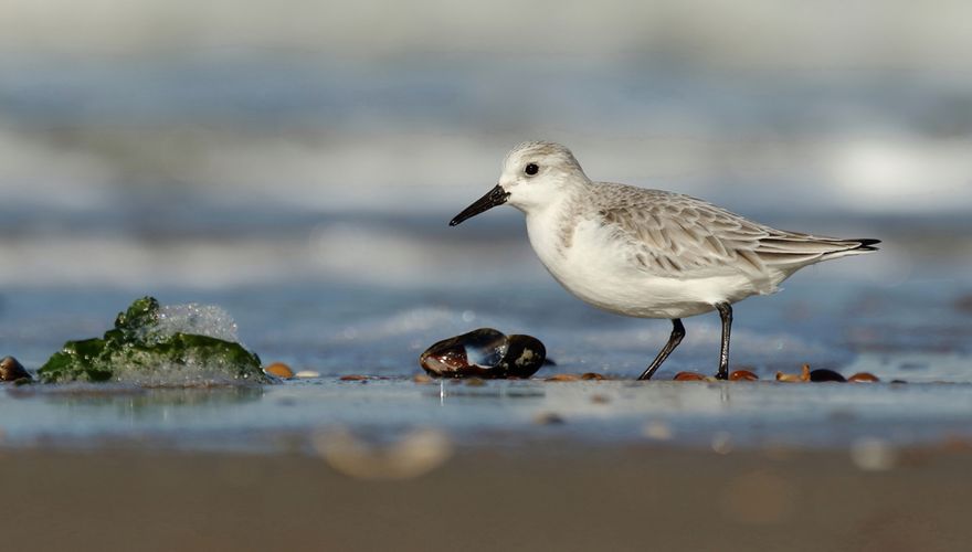 drieteenstrandloper/ Annelies Vriens Fotogalerij