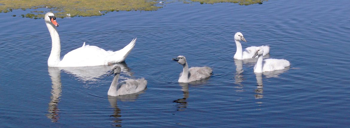 Zwanenfamilie / Hans Peeters