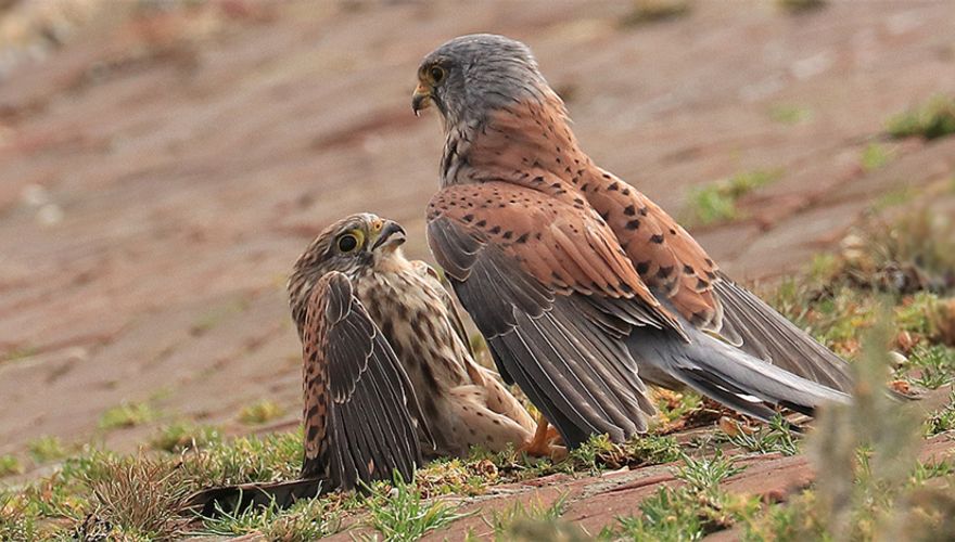 Torenvalken / Arina Stuurman-van Veen