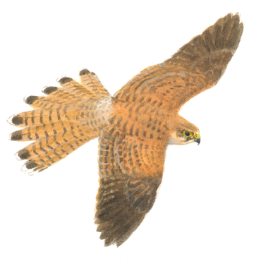 Torenvalk vrouwtje vlucht bovenzijde / Elwin van der Kolk