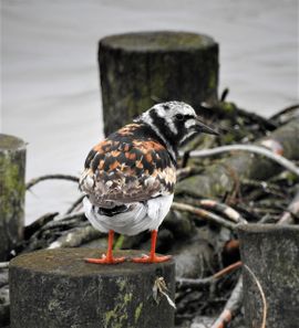steen of hout het laat hem koud
