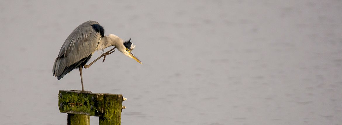 Blauwe reiger / Hans Peeters