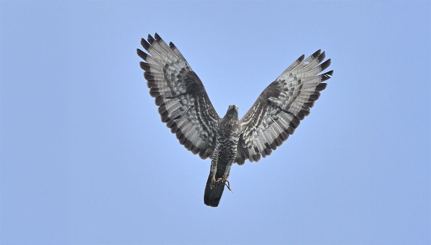 Wespendief / Wim van Barneveld