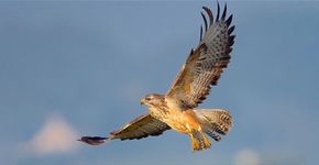 Buizerd / Harry Jamont - Fotogalerij