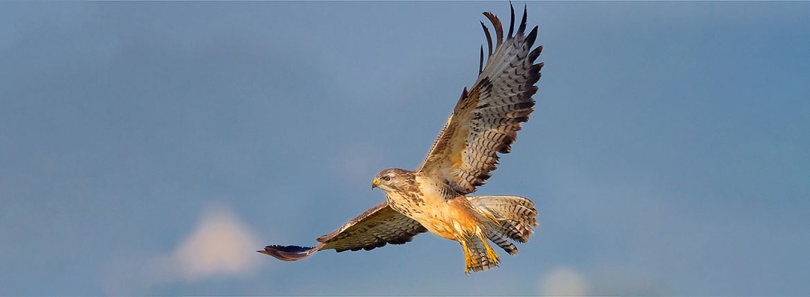 Buizerd / Harry Jamont - Fotogalerij