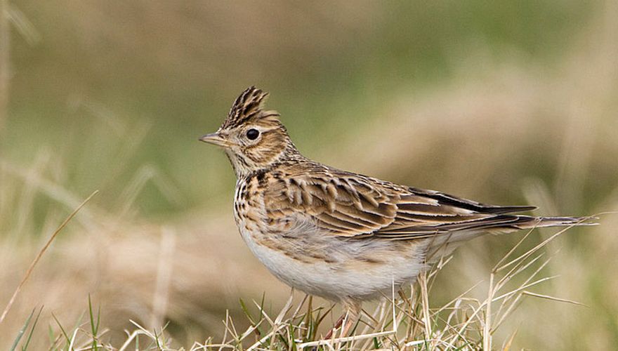 Veldleeuwerik / Birdphoto