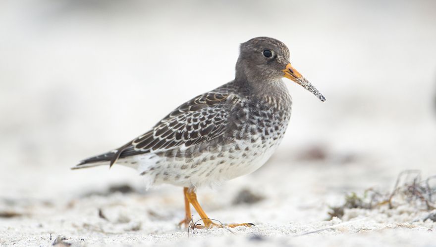 Paarse strandloper / Daan Schoonhoven