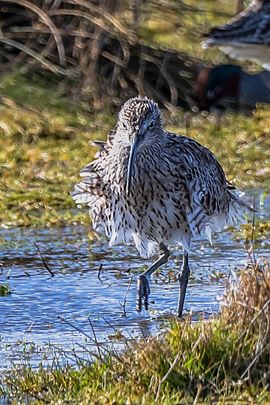 Wulp met storm achter