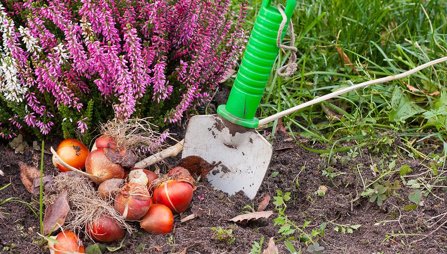 Bloembollen planten / Shutterstock