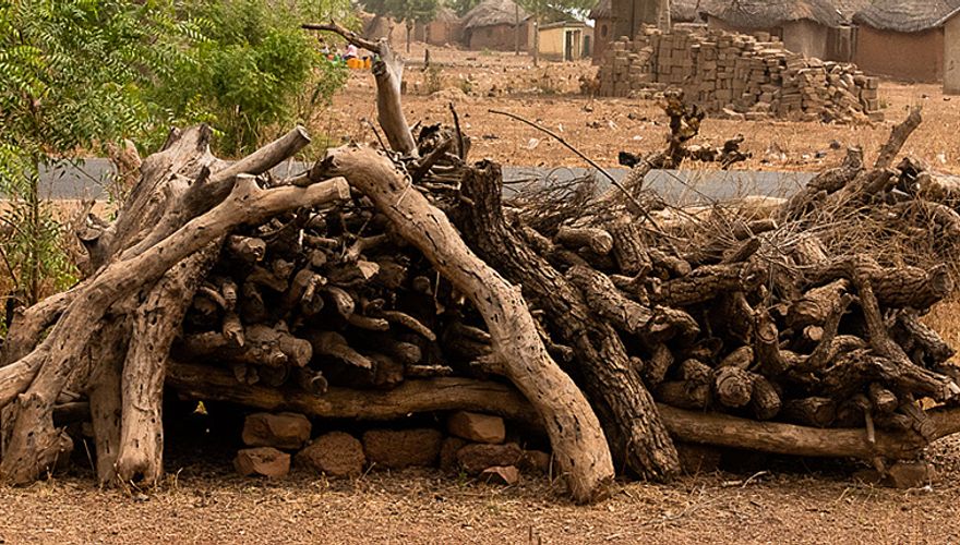 Gekapte bomen / Lars Soerink