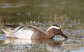 Mijn eerste zomertaling van het jaar