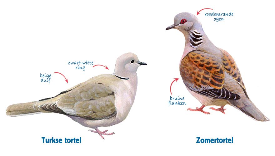 Infographic turkse tortel en zomertortel