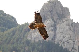 Een machtige vogel in een formidabel landschap