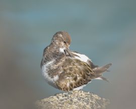 steenloper tussen de stenen