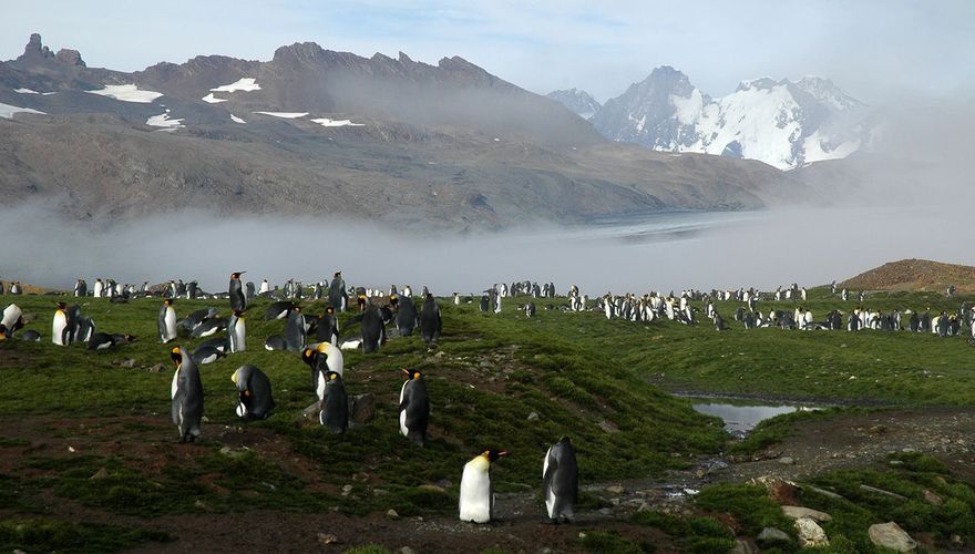 Koningspinguïn South Georgia / Ruud van Beusekom