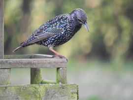 Spreeuw op voederhuisje