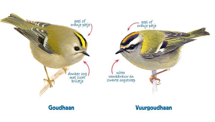 Infographic goudhaan - vuurgoudhaan