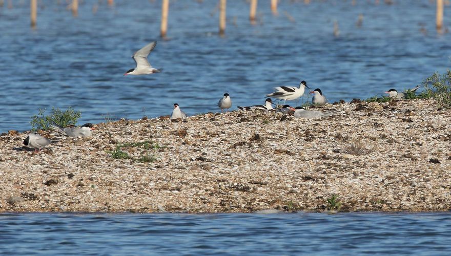 Visdief / Koos Dansen