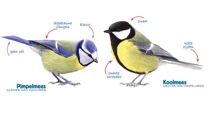 Infographic pimpelmees-koolmees