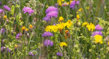 Wilde bloemen / Pixabay
