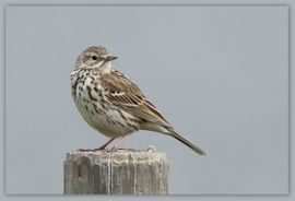 Overzicht vanzf de paal