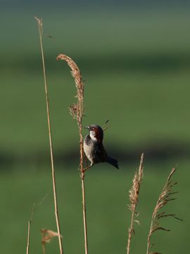 Gratis nestmateriaal