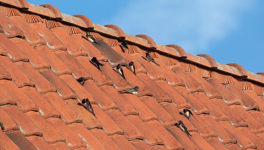 Boerenzwaluwen op dak / Jouke Altenburg