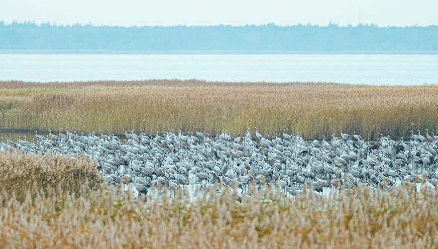 Slaapplaats kraanvogels / Hans Peeters