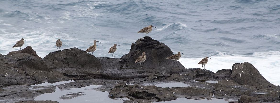 Dunbekwulp / Shutterstock