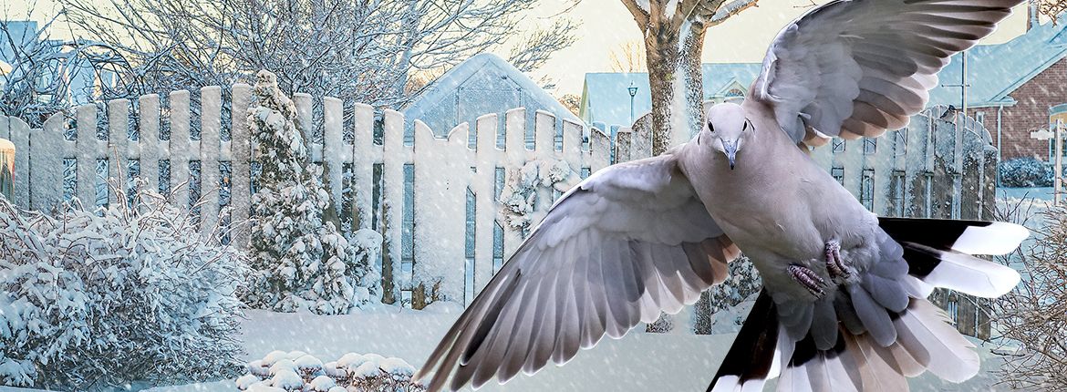 Turkse tortel in sneeuw / Shutterstock