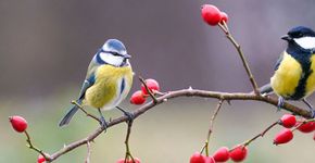 Pimpelmees en koolmees / Shutterstock