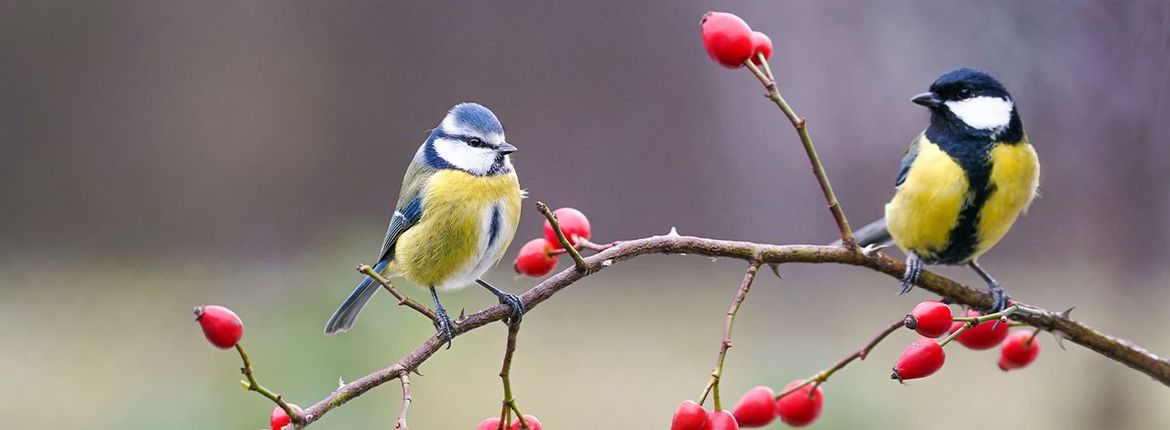 Pimpelmees en koolmees / Shutterstock