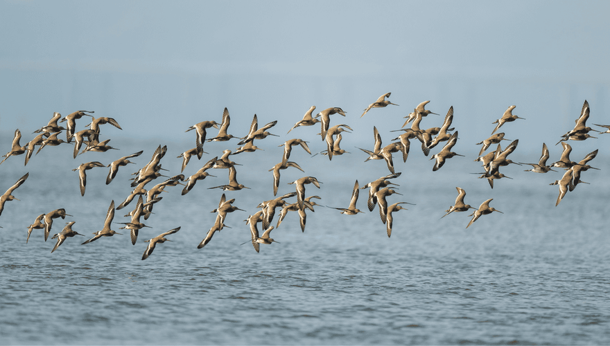 Grutto / Shutterstock