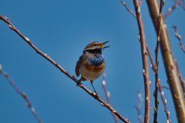 Zingende blauwborst