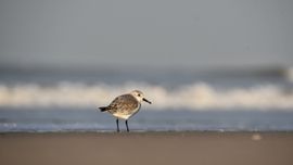 drieteenstrandloper poseerde graag even