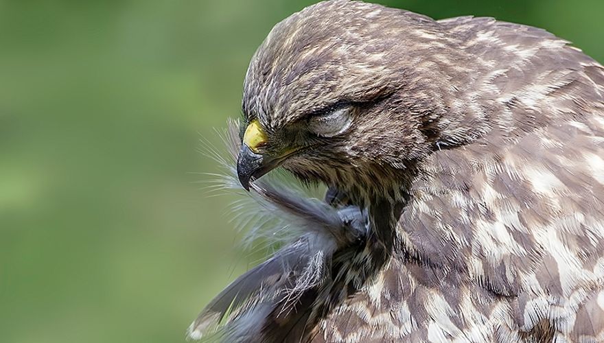 Buizerd / Irmo Bos - Fotogalerij