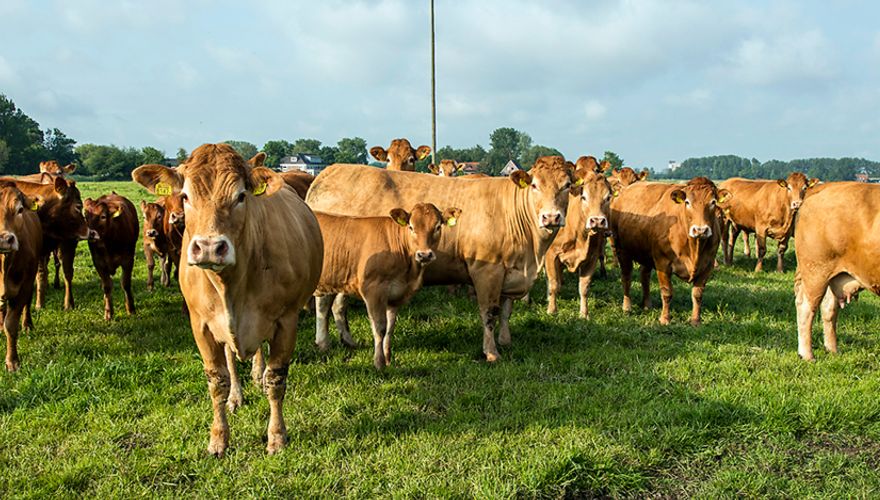 Gertjan van Tunen / Fred van Diem