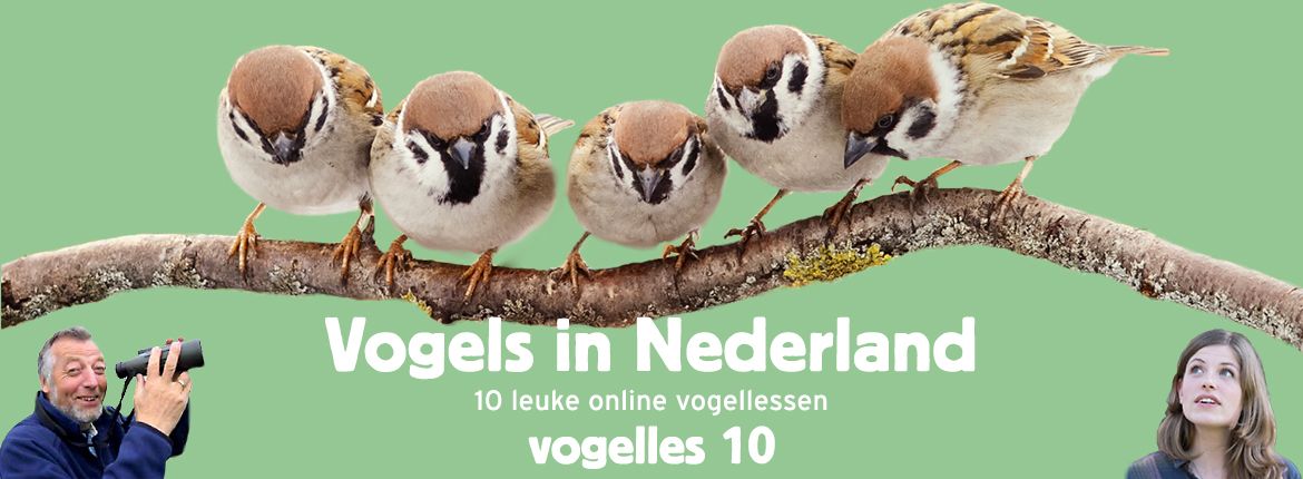 Vogels in Nederland - Vogelles 10