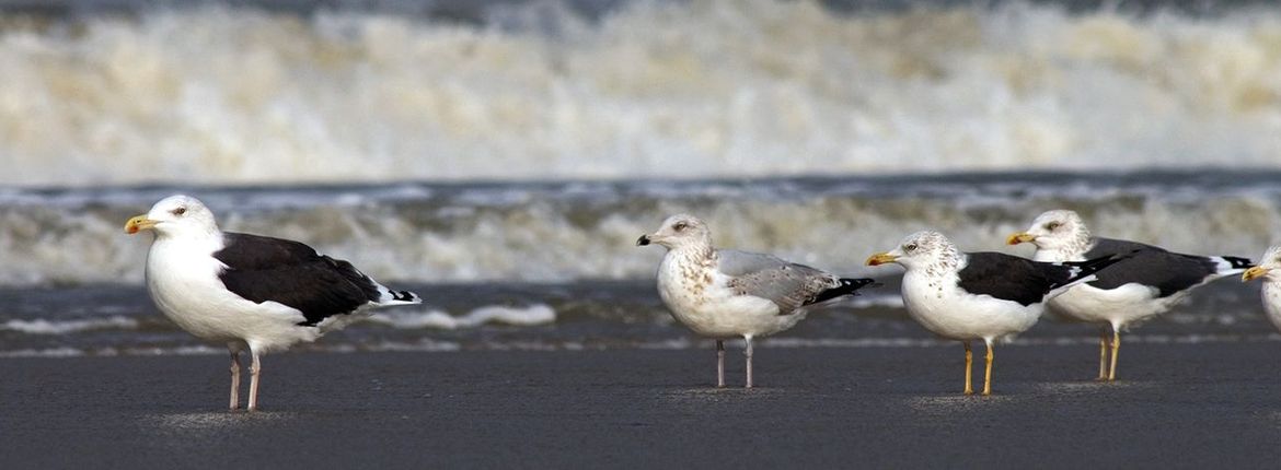 Meeuwen / Marc Guyt, AGAMI