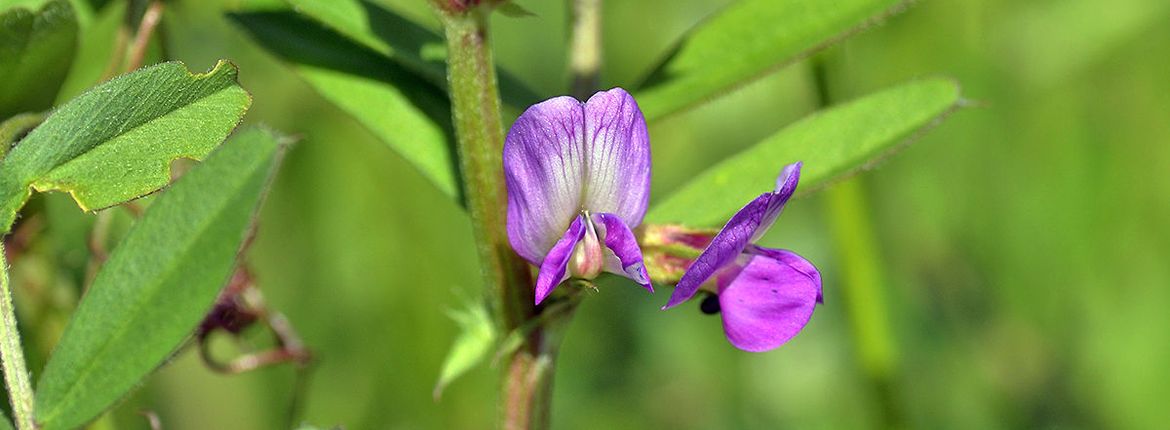 Lathyrus / Hans Peeters